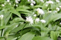 Wild Garlic - (Allium ursinum)