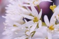 Wild garlic (Allium ursinum) macro photo. Fresh wild garlic