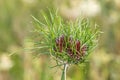 Wild garlic allium vineale