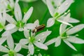 Wild garlic, bear garlic Allium ursinum flower with insect