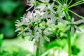 Wild garlic, bear garlic Allium ursinum flower with insect