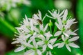 Wild garlic, bear garlic Allium ursinum flower with insect