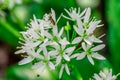 Wild garlic, bear garlic Allium ursinum flower with insect