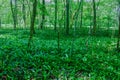 Wild garlic bear garlic park forest after rain