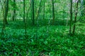 Wild garlic bear garlic park forest after rain