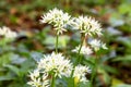 Wild garlic bloom in Hainich National Park Royalty Free Stock Photo