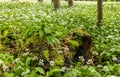 Wild garlic bloom in Hainich National Park Royalty Free Stock Photo