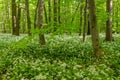 Wild garlic bloom in Hainich National Park Royalty Free Stock Photo