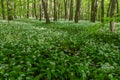 Wild garlic bloom in Hainich National Park Royalty Free Stock Photo