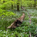 Wild garlic bloom in Hainich National Park Royalty Free Stock Photo