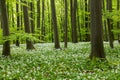 Wild garlic bloom in Hainich National Park Royalty Free Stock Photo