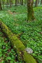 Wild garlic bloom in Hainich National Park Royalty Free Stock Photo