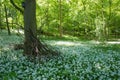 Wild garlic in bloom at Millington Woods