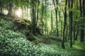 Wild garlic in bloom at sunrise illuminated by a sunburst in a forest at spring