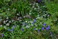 Wild garlic and bluebell flowers