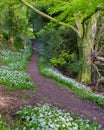 Wild garlic and country lanes in the Hangers above Petersfield, Hampshire, UK Royalty Free Stock Photo