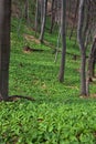 Wild garlic field