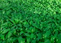 wild garlic field before blooming at march Royalty Free Stock Photo