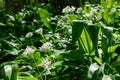 Wild garlic Royalty Free Stock Photo