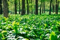 Wild garlic Royalty Free Stock Photo
