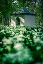 Wild garlic field in a park Royalty Free Stock Photo
