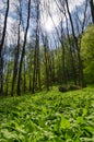 Wild garlic field and trees Royalty Free Stock Photo