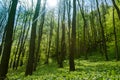 Wild garlic field and trees Royalty Free Stock Photo