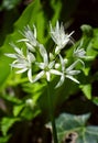 Wild Garlic Flower (Allium Ursinum) Also known as Ramson. Royalty Free Stock Photo