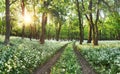 Wild garlic flowers in the forest