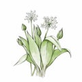 Wild garlic with flowers