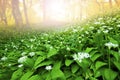 Wild garlic forest