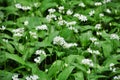 Wild Garlic Royalty Free Stock Photo