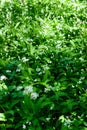 Wild garlic Royalty Free Stock Photo