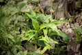 Wild garlic green leaves growing in forest in early spring surrounded by other different wild plants. Royalty Free Stock Photo