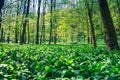 Wild garlic herb Royalty Free Stock Photo