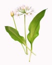 Wild garlic herb plant, isolated Royalty Free Stock Photo