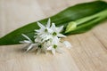 Wild garlic in the kitchen, allium ursinum Royalty Free Stock Photo