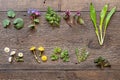 Wild garlic, lungwort, nettle, coltsfoot and other medicinal herbs and wild edible plants collected in early spring Royalty Free Stock Photo