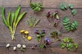 Wild garlic, lungwort, nettle, ground elder and other herbs and wild edible plants growing in early spring