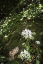 Wild Garlic by the Moniack burn in Reelig Glen in Scotland. Royalty Free Stock Photo