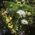 Wild Garlic by the Moniack burn in Reelig Glen in Scotland. Royalty Free Stock Photo