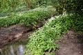 Wild garlic in a natural setting