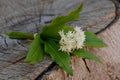 Wild garlic. Royalty Free Stock Photo