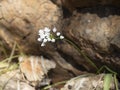 Wild garlic plant struggles to survive in rocky terrain. A survivor despite hardship.