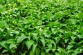 Wild garlic plants