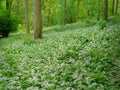 Wild garlic plants in bloom during spring Royalty Free Stock Photo