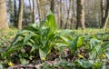 Wild garlic plants in the forest Royalty Free Stock Photo
