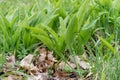 Wild garlic plants in spring Royalty Free Stock Photo