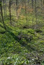 Wild garlic plants grow on the forest floor Royalty Free Stock Photo