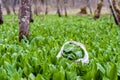 Wild garlic ramson or bear garlic picking in bag Royalty Free Stock Photo